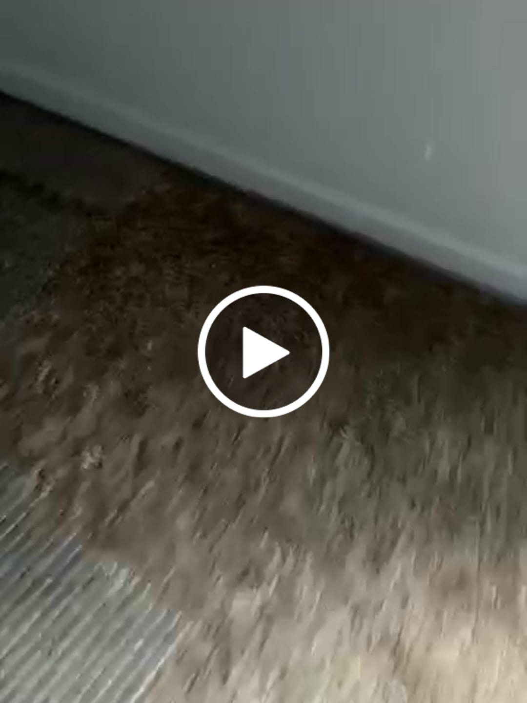 Customer video review of 32 Oz. Spray Bottle PISS OFF+ All-Purpose Odor, Stain & Allergen Eliminator with LEO Light