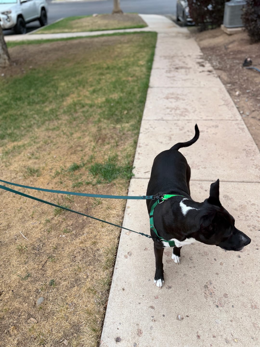 Customer photo review of Waterproof Two Dog Leash / Two Dog Leash Splitter | Built with BioThane®
