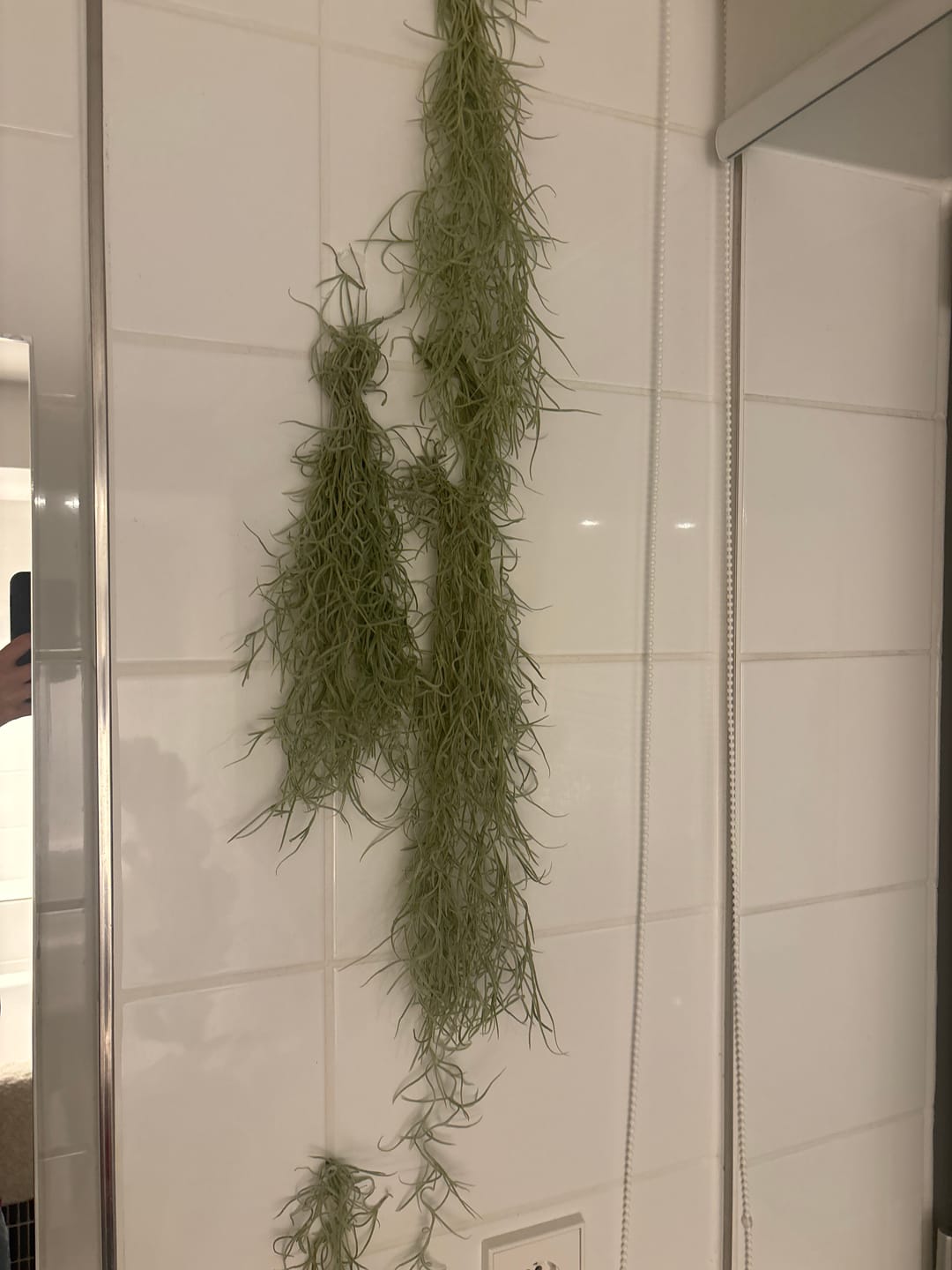 Customer photo review of 3er Set - Tillandsia usneoides - Louisianamoos -