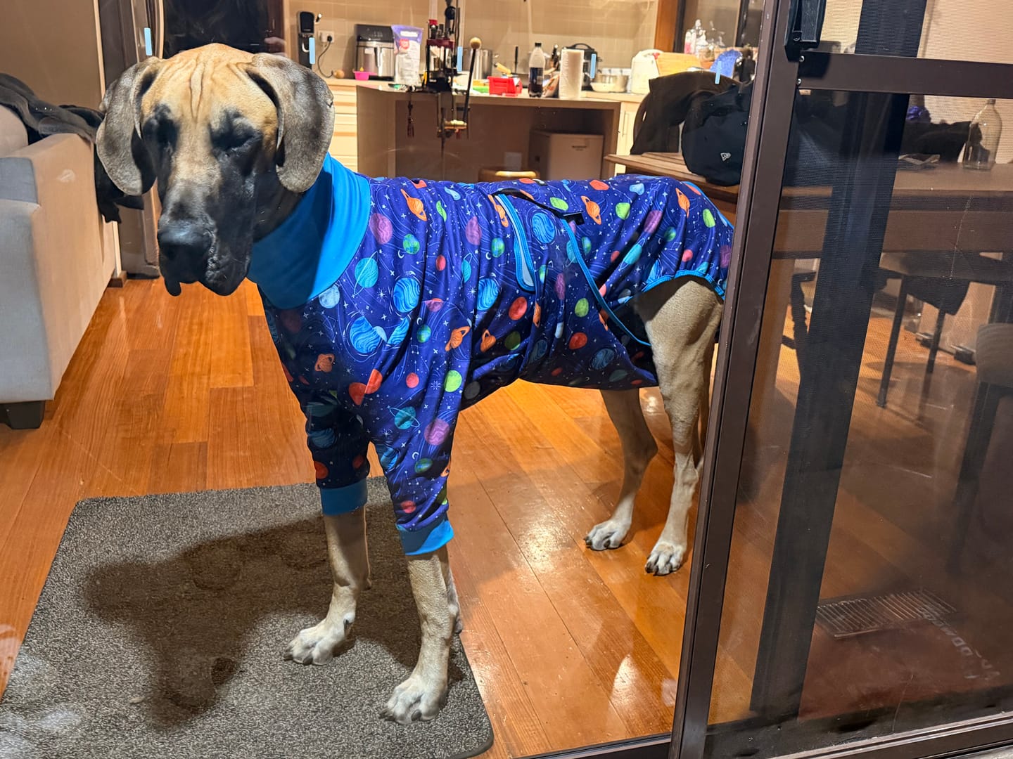 Customer photo review of Dog Surgical Suit - Planets