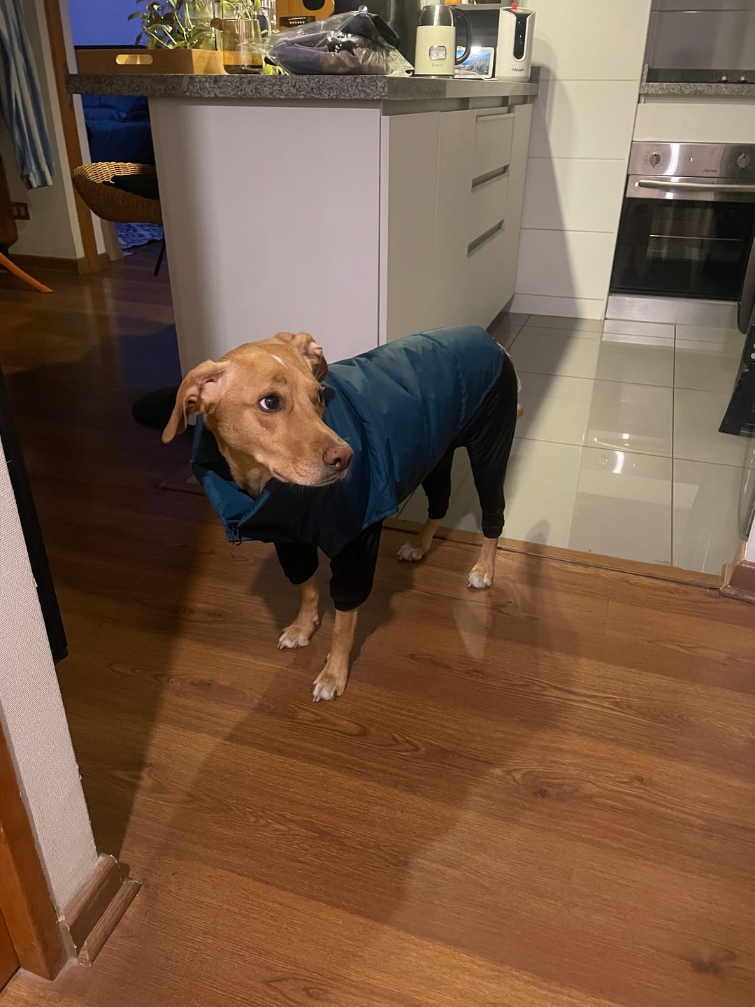 Customer photo review of Chaqueta Puffer de Invierno – Verde