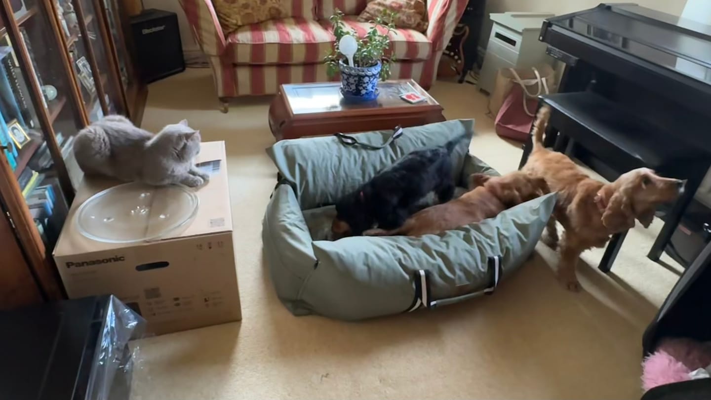 Customer photo review of The Dog Dock V2 New & Improved with ISO Fix