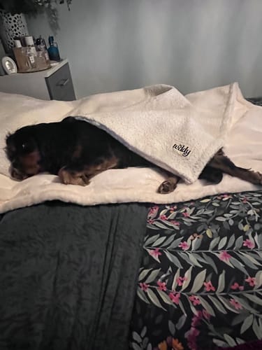 Customer's Cavalier dog sleeping soundly under the soft, cream-colored Bouclé Blanket on a patterned bed.