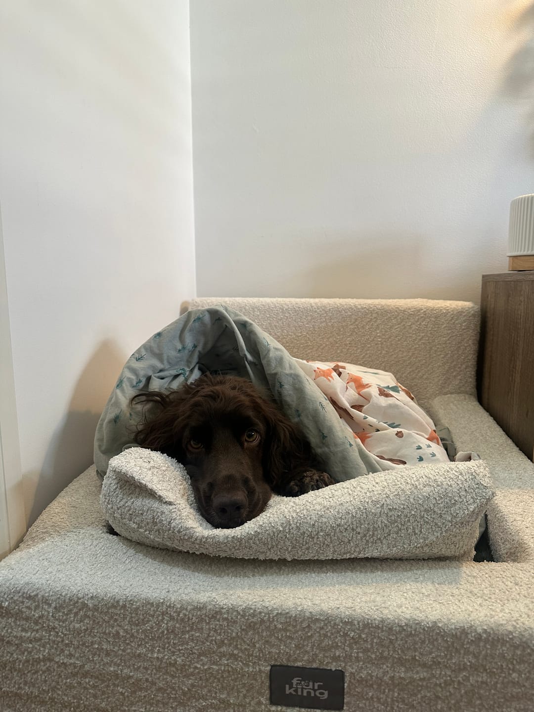 Customer photo review of Fur King Throne - Orthopedic Dog Bed