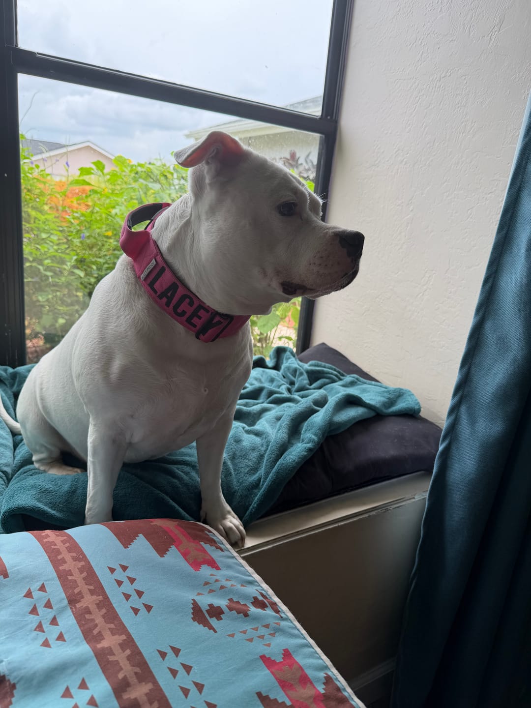 Customer photo review of Bully Proof Collar