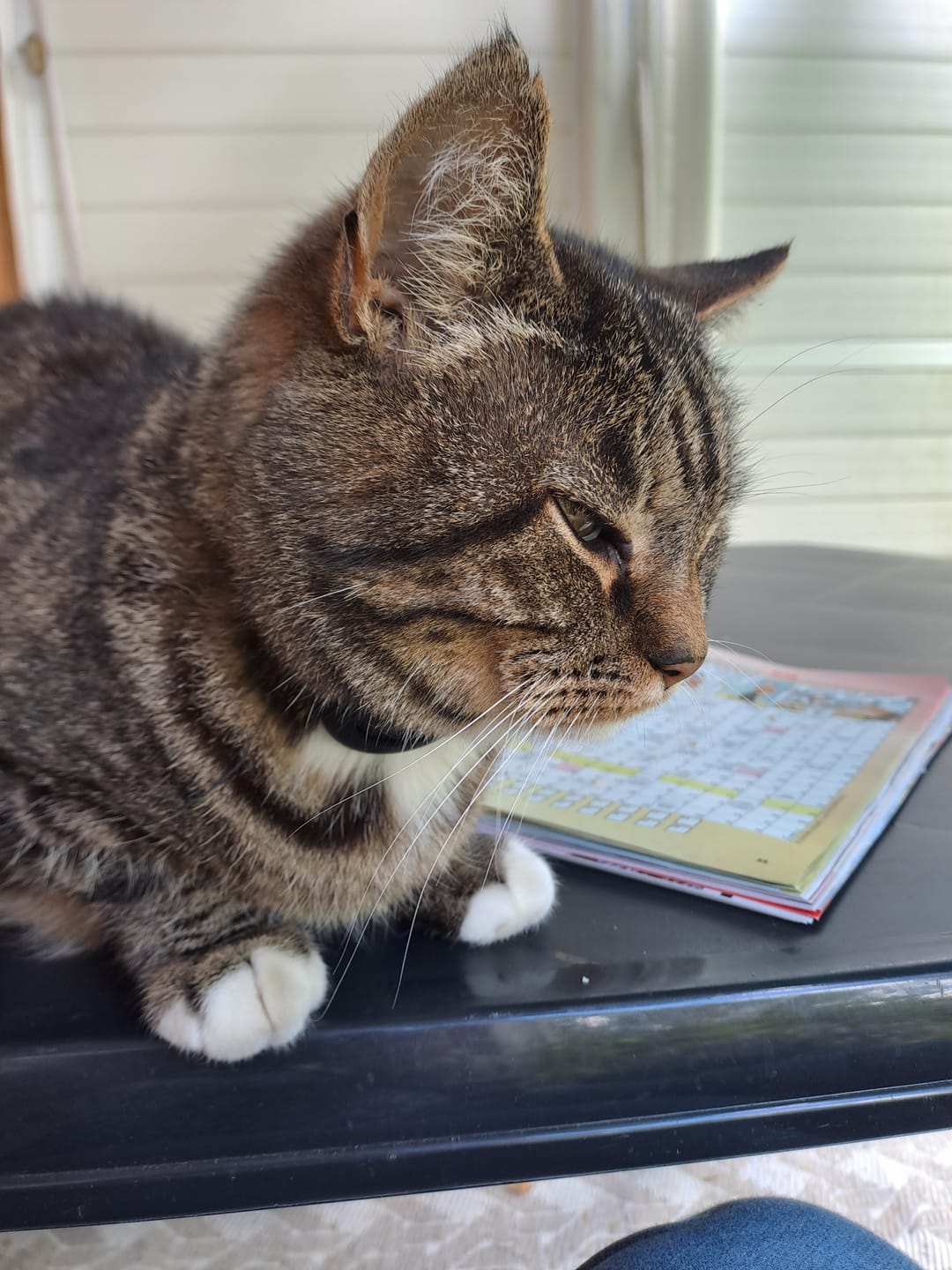 Customer photo review of AirTrackTag Kattpaket