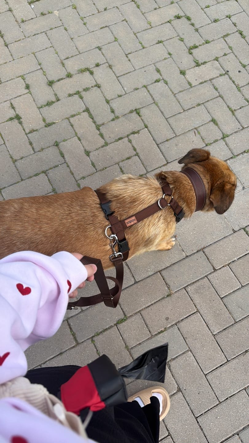 Customer photo review of Comfort Hundegeschirr