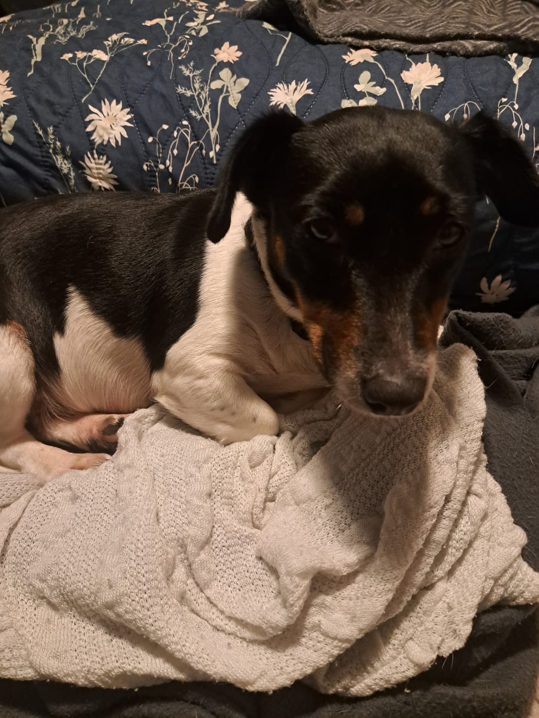 Customer photo review of Digestive-K9 Chews