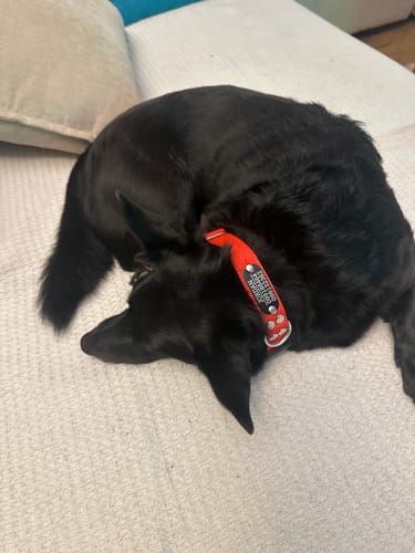 Customer photo review of Collar Remachado Básico (Perro)