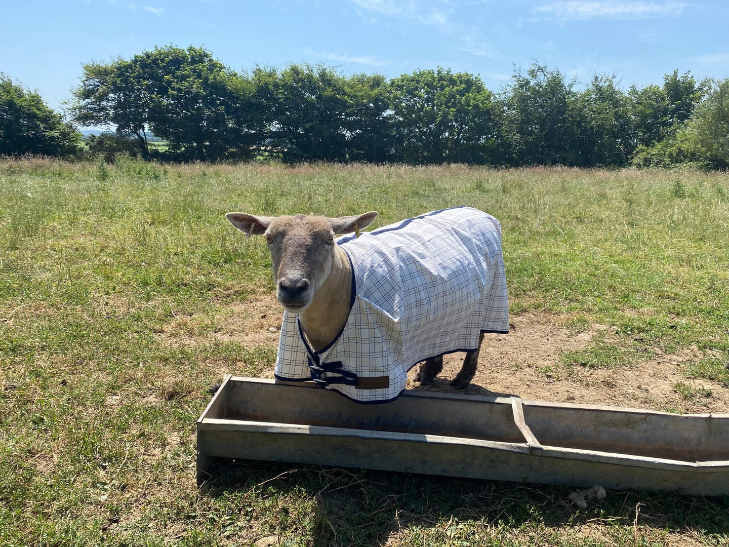Customer photo review of Travel & Show Sheep Coat