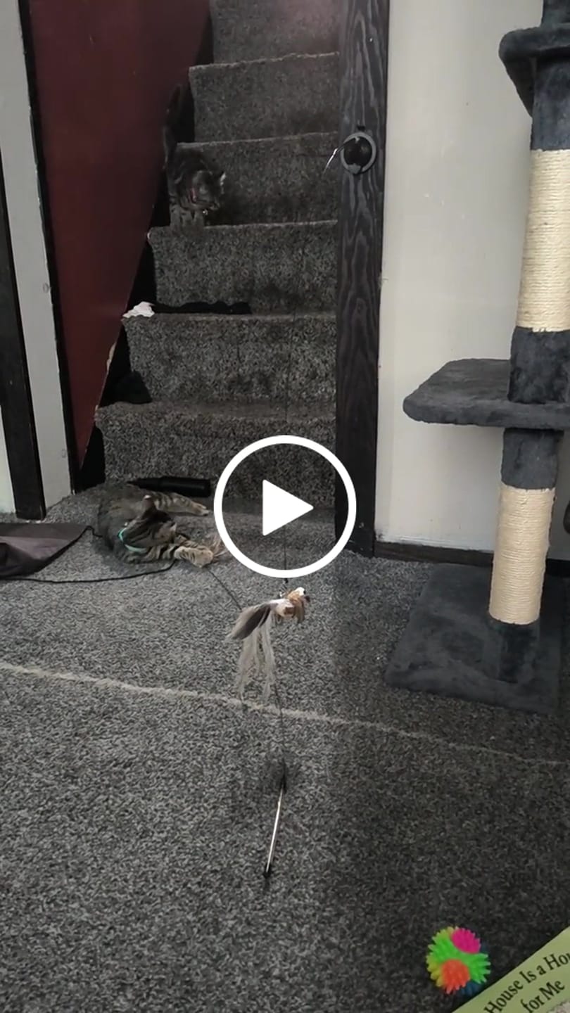 Customer video review of Simulated Bird Wand Cat Toy