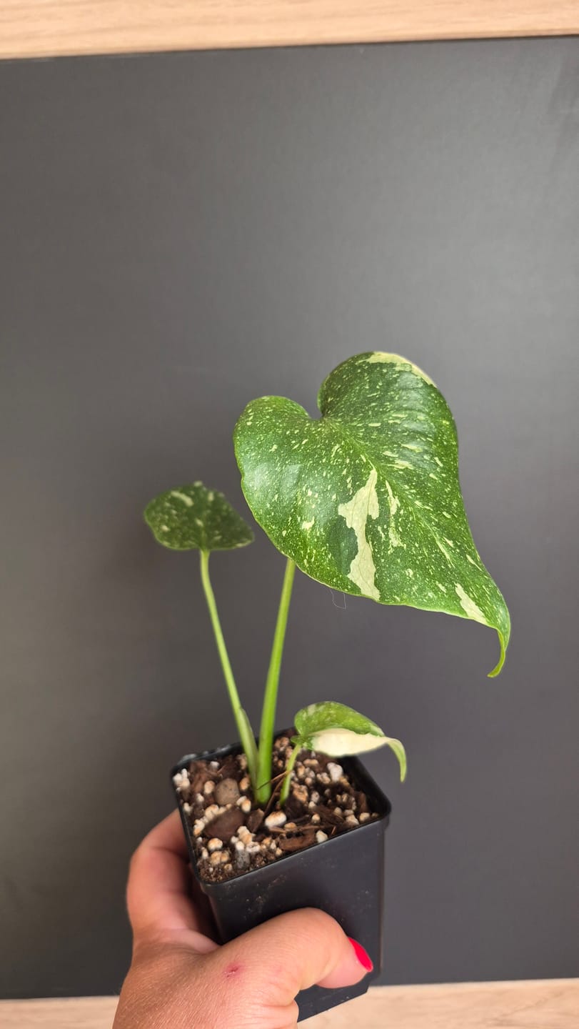 Customer photo review of MONSTERA THAI CONSTELLATION
