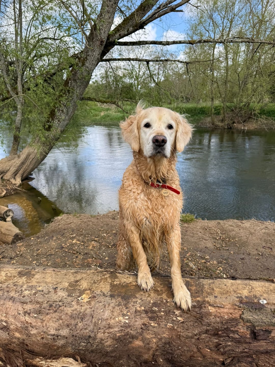 Customer photo review of Green Lipped Mussel Powder For Dogs