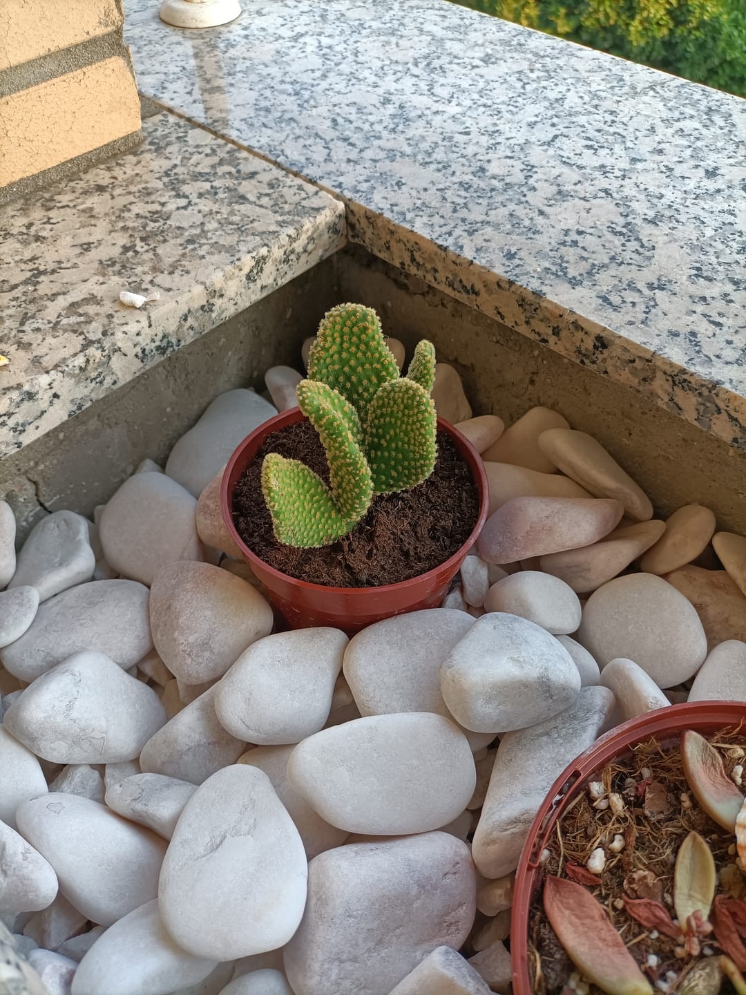 Customer photo review of Cacto pénis, Echinopsis lageniformis