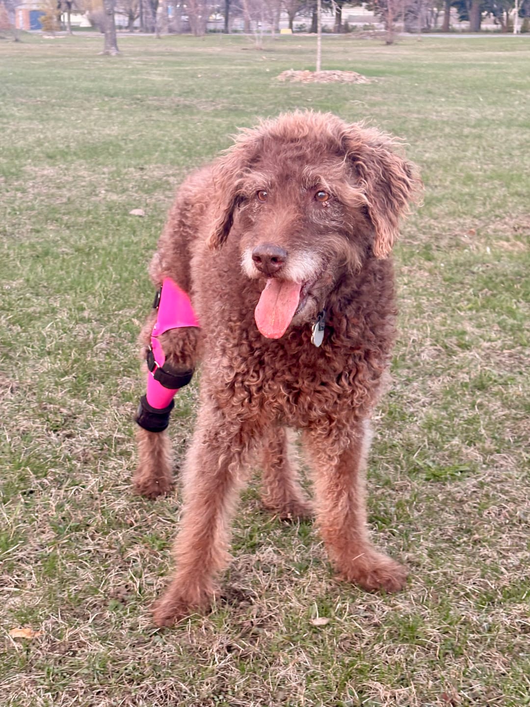 Customer photo review of Grab & Go Harness - Teal & Apricot