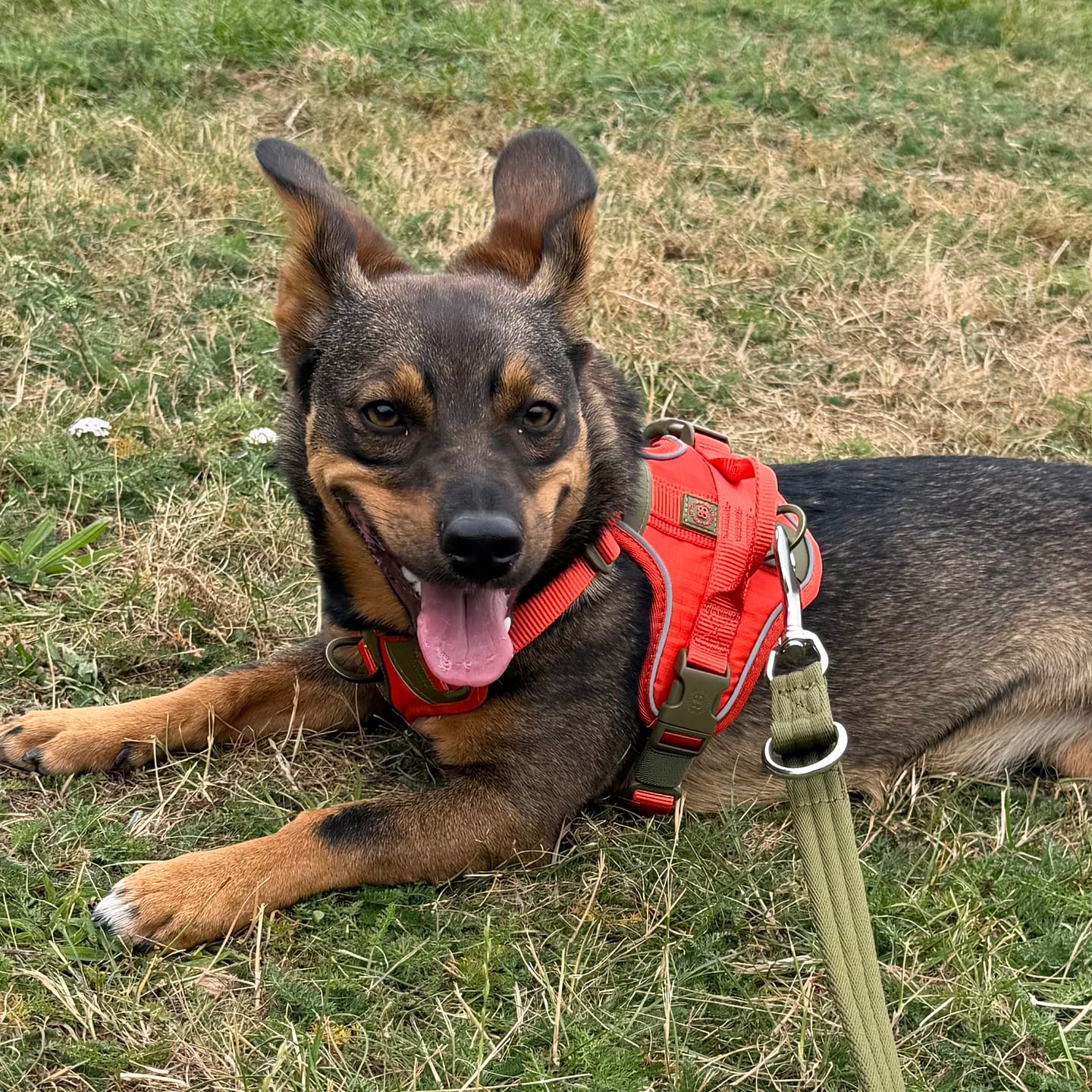 Customer photo review of Anti Pull Hurricane Harness Lighter | With Handle - Burnt Orange X Khaki