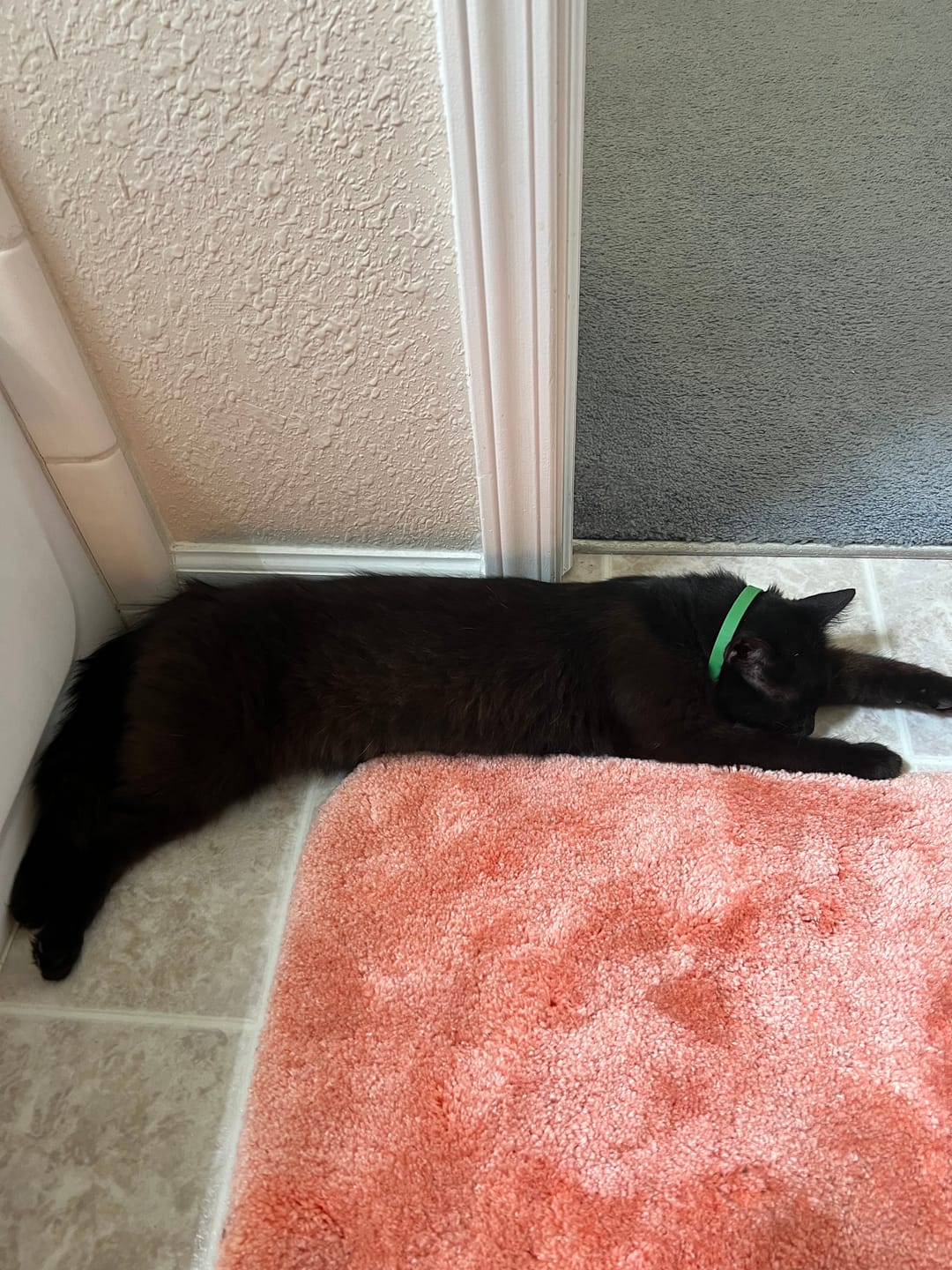 Customer photo review of FurLife™ - 8 Months Flea and Tick Free
