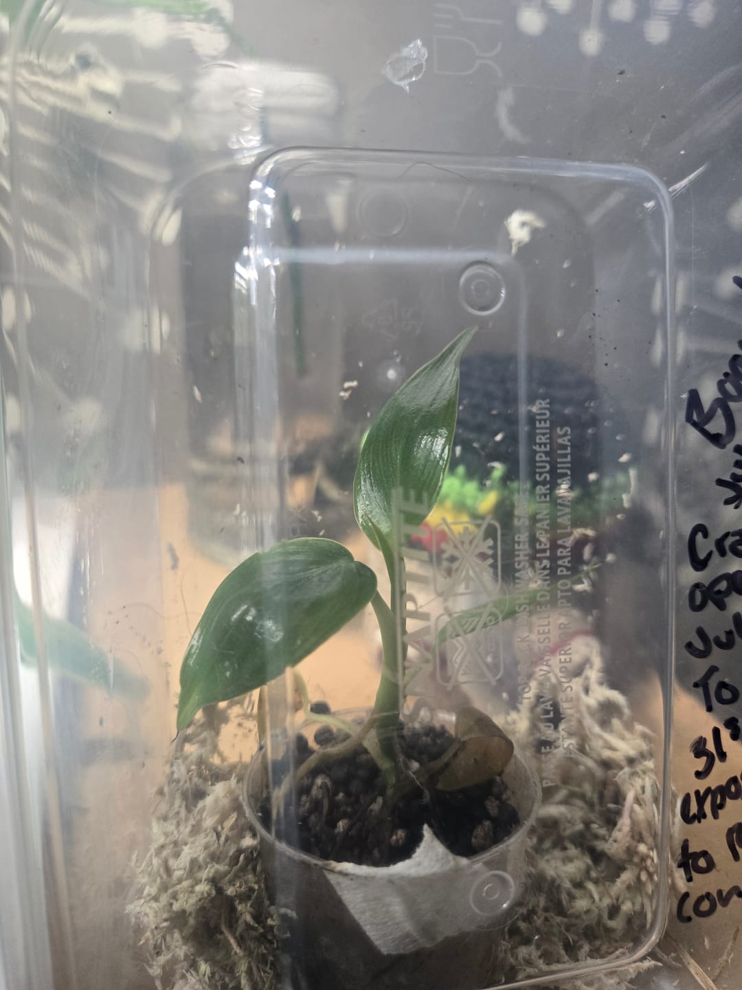 Customer photo review of Philodendron Spiritus Sancti