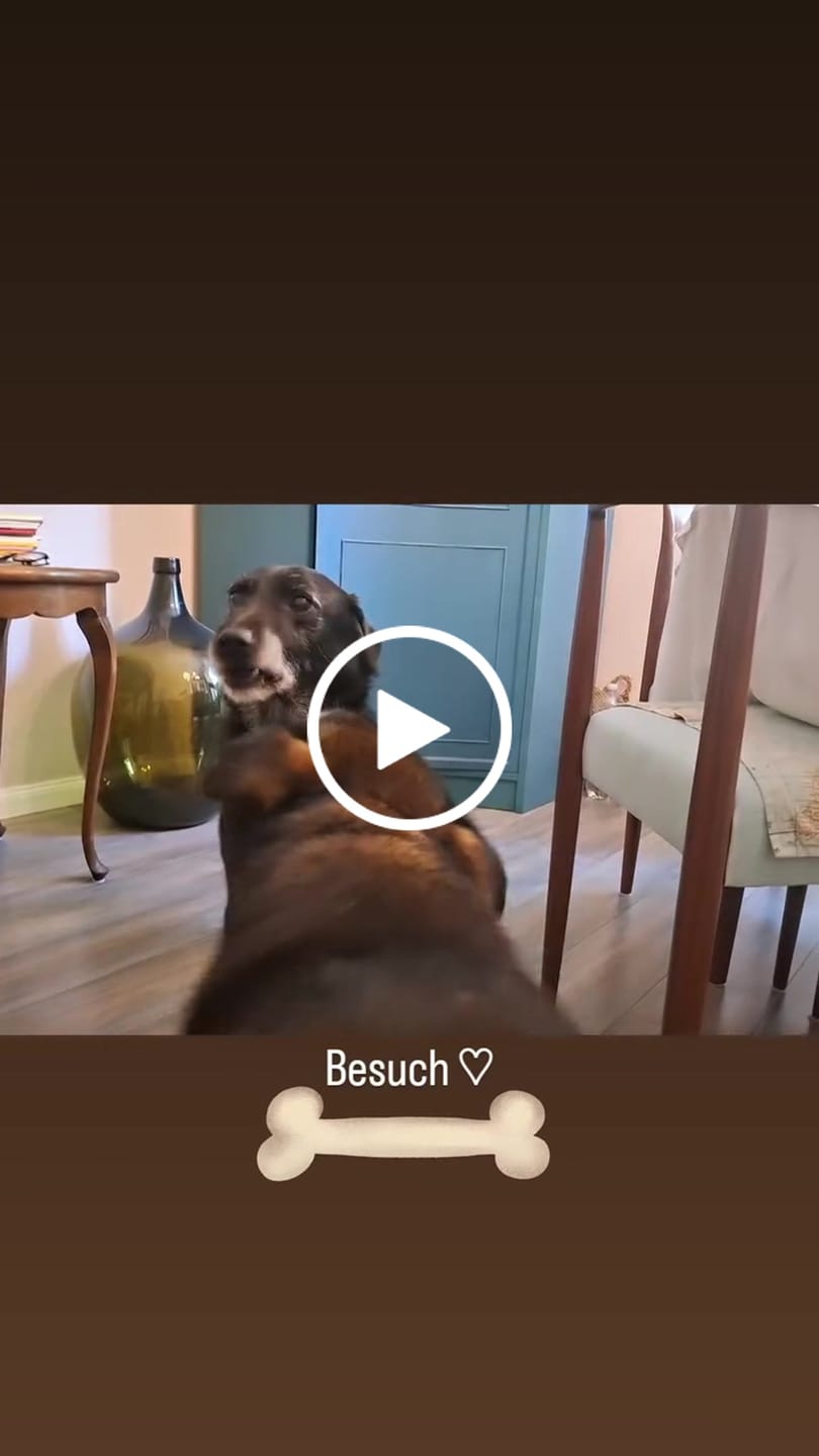 Customer video review of Wurmtest Basic Hund Sparpaket