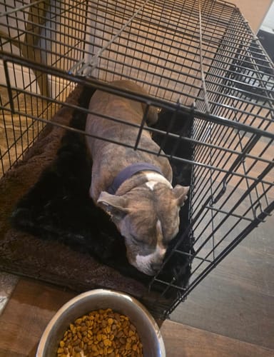 Customer's Black Crinkle Pet Blanket inside a dog kennel with a dog resting on it.