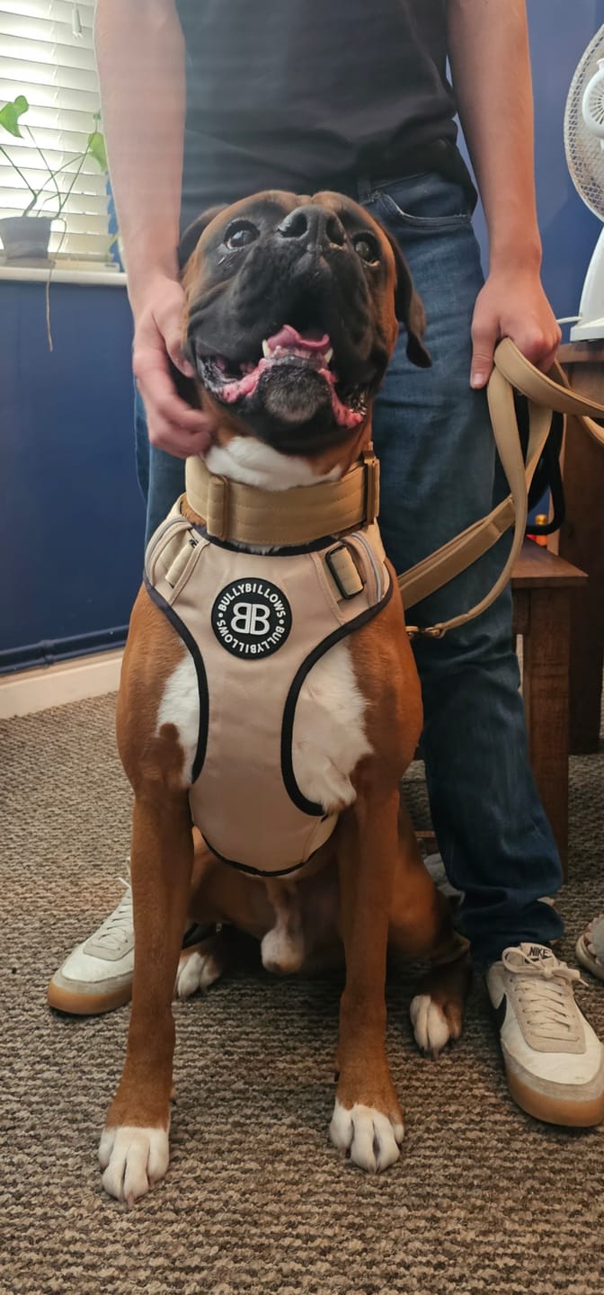 Customer photo review of Comfort Premium Harness | Non Restrictive - Tan