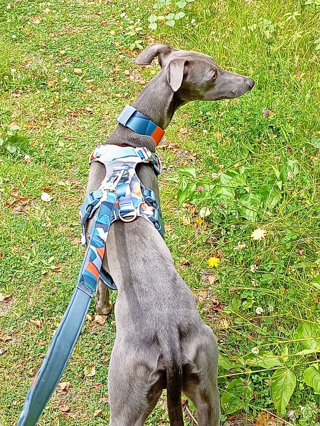 Customer photo review of Scramble Harness