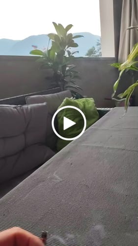 Customer video review of CALI MIX AAA+ – Premium Selection
