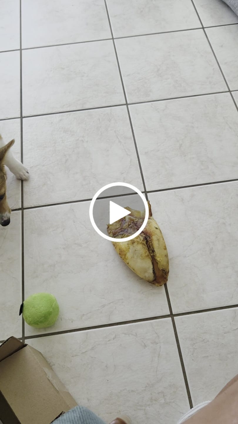 Customer video review of Chest Bone (11" x 6"x 3”): The Durable, Flavor-Packed Chew for Light and Moderate Chewers