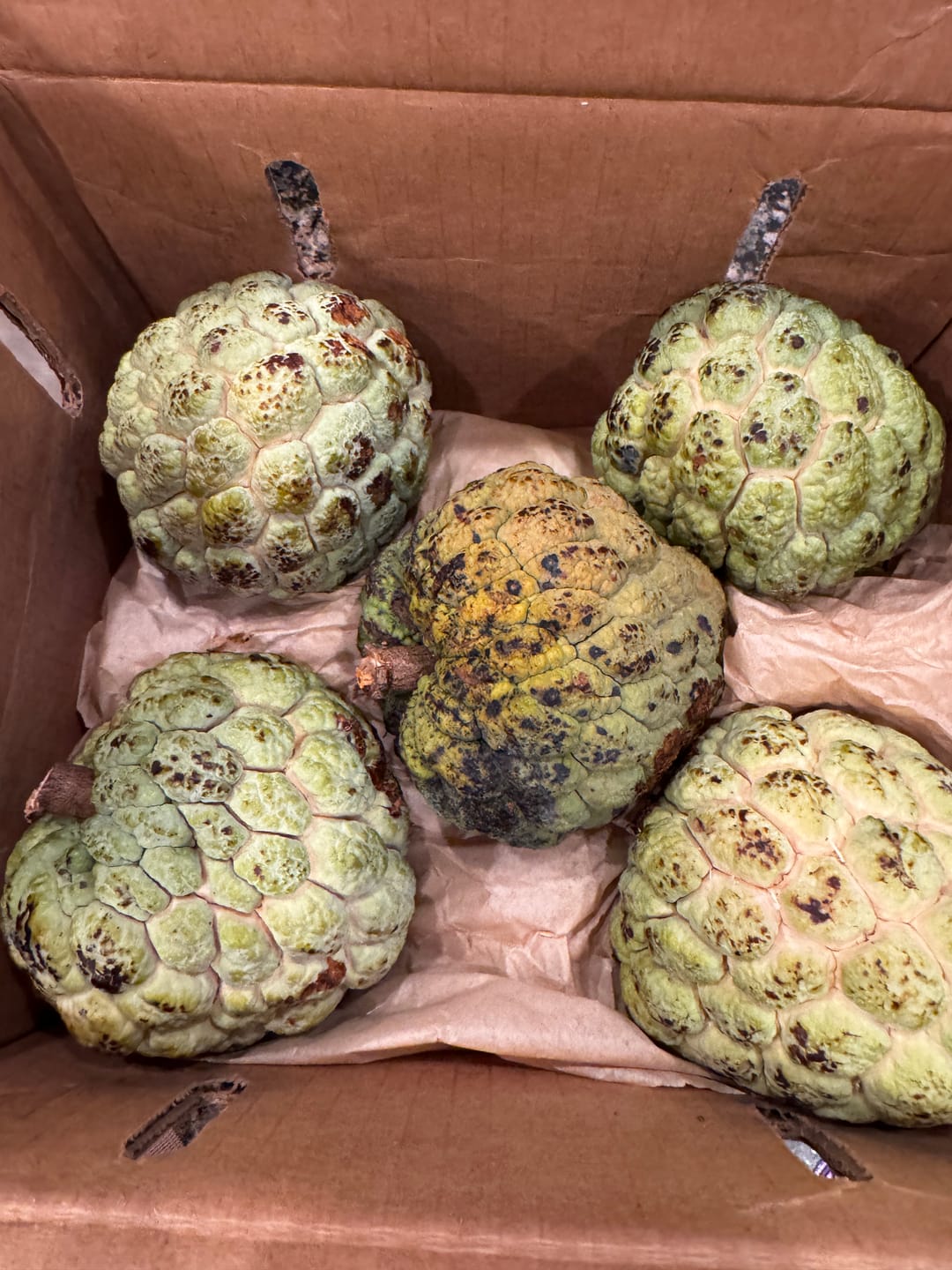 Customer photo review of Sugar Apple (Sweetsop) *Pre-Order*
