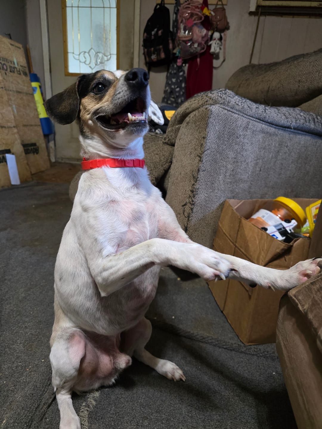 Customer photo review of FurLife™ - 8 Months All Natural Flea and Tick Collar for Dogs