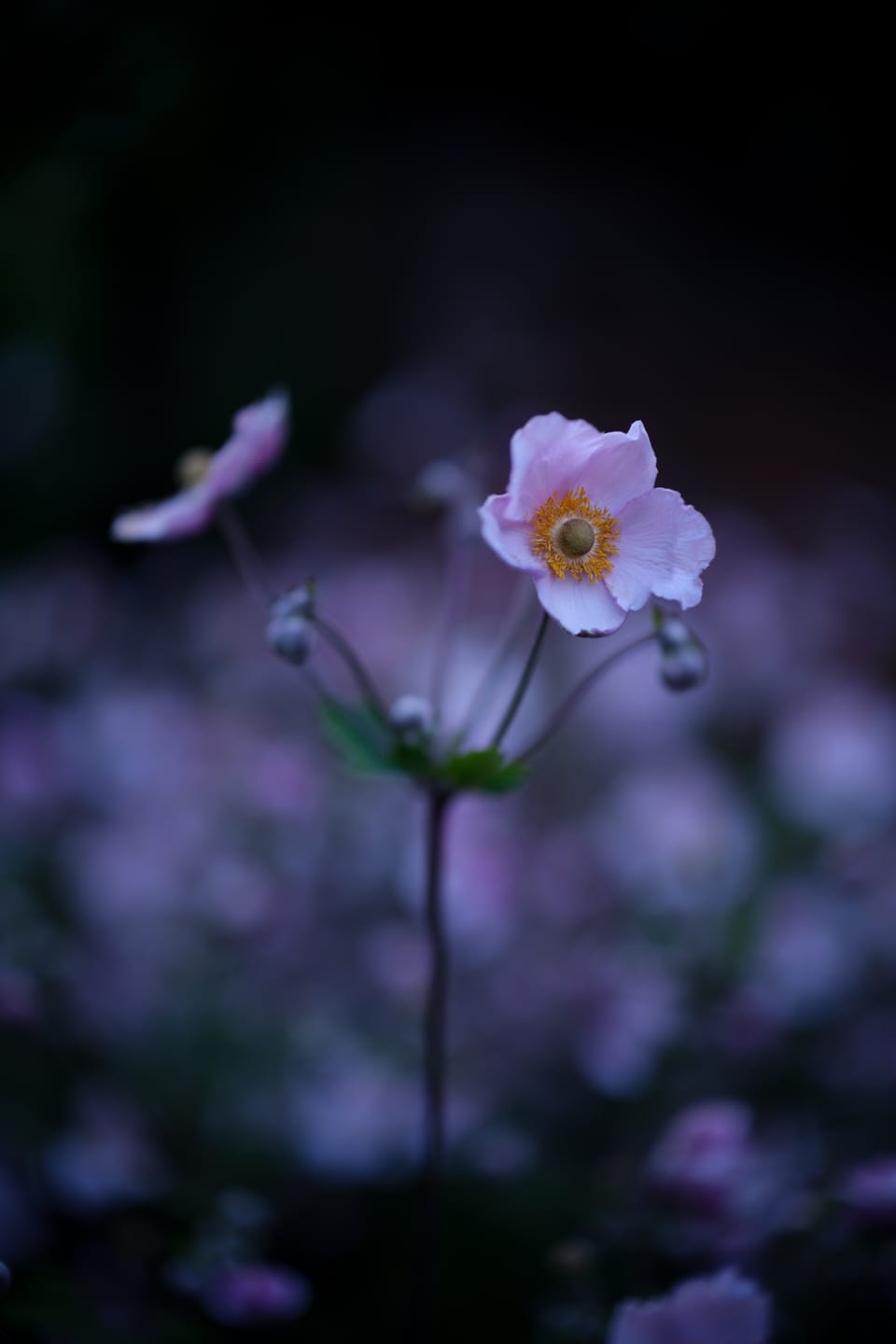 Customer photo review of Simera 50mm f/1.4 Z/M Full frame Manual Lens