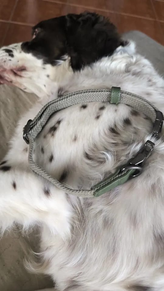 Customer photo review of Collier personnalisé en nylon pour chien - Boucle gravée