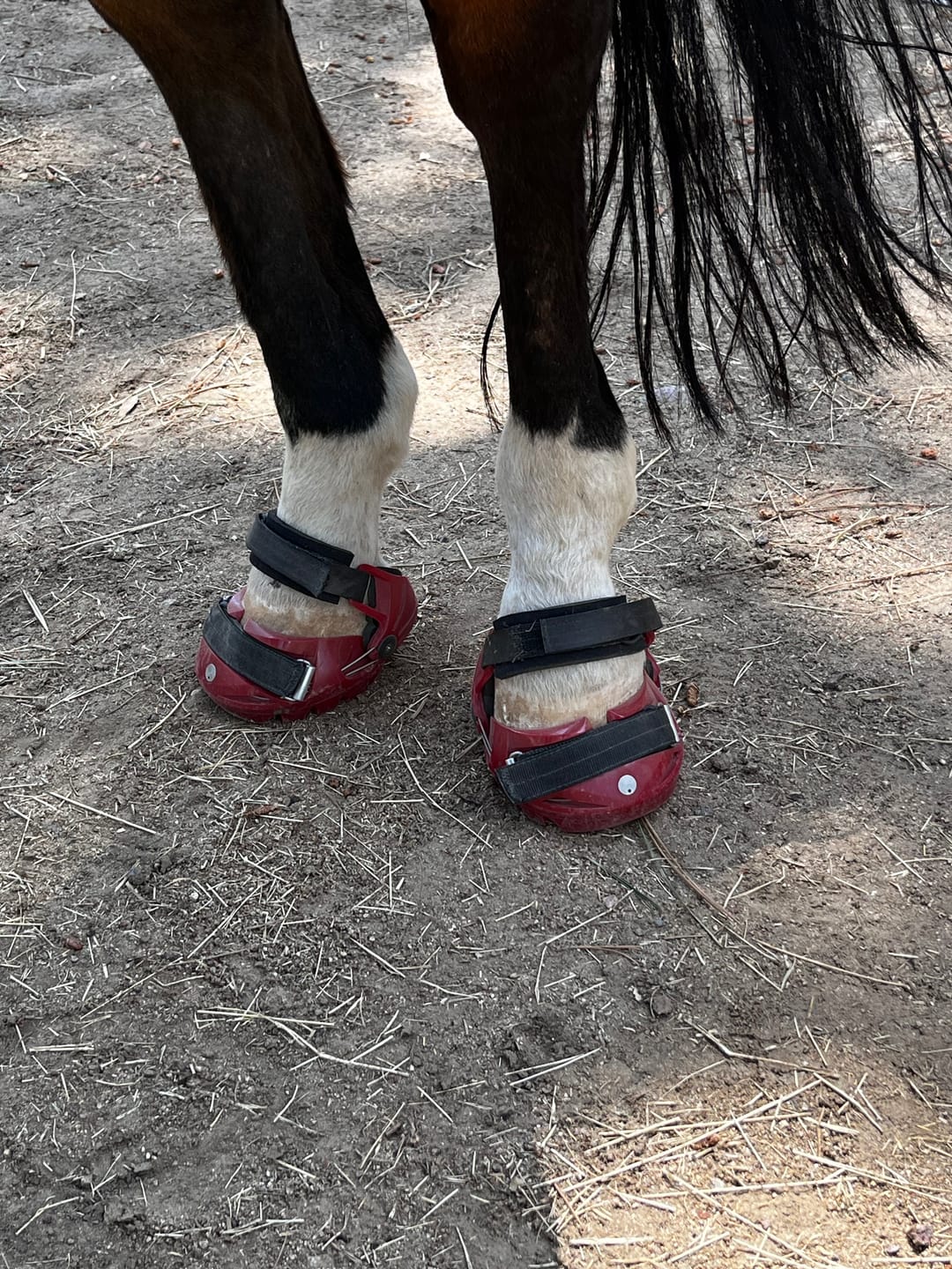 Customer photo review of Renegade® Viper Shield™ Hoof Boot Seconds - Dragon Fire Red