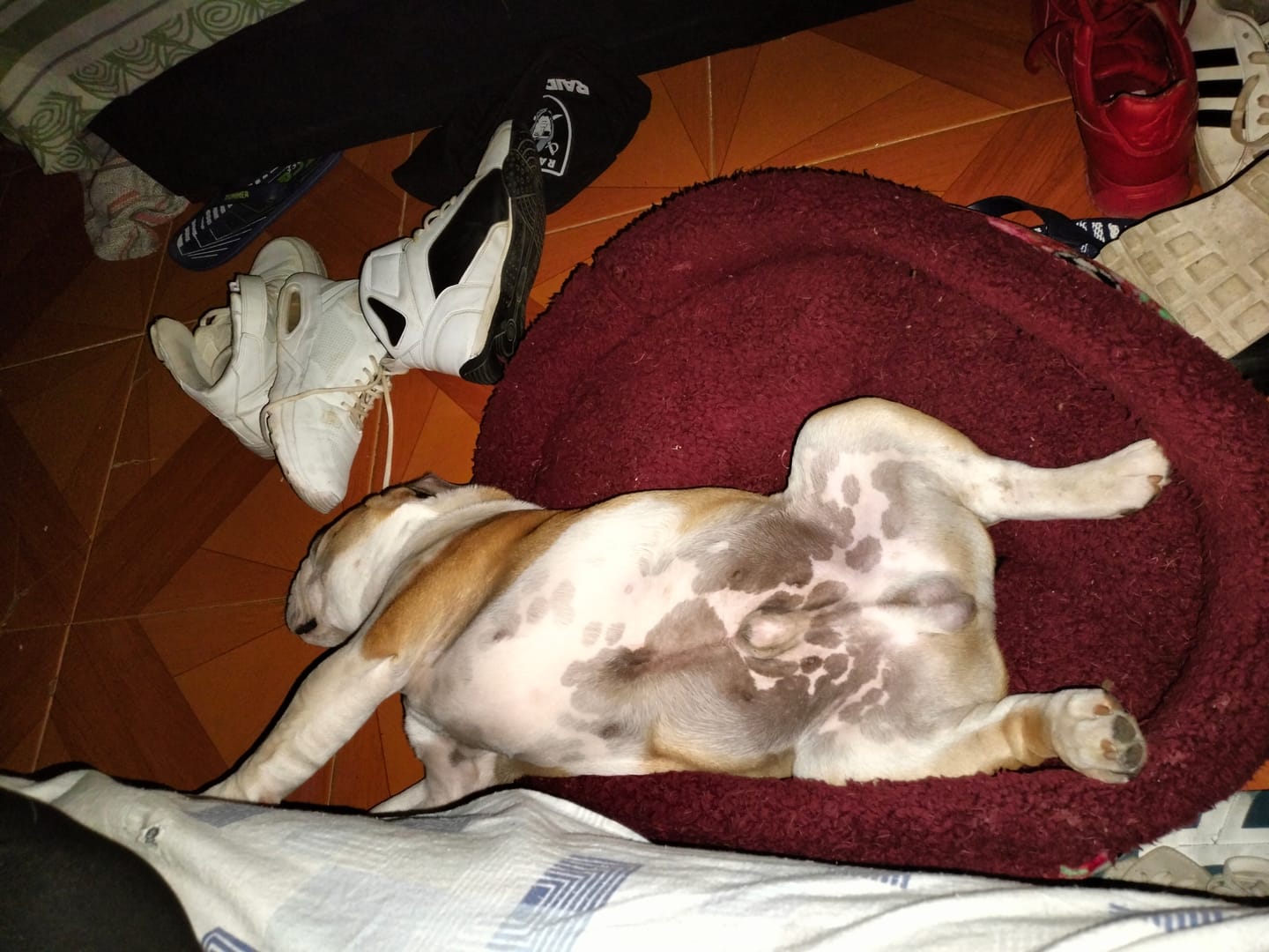 Customer photo review of CT9887 1 Pieza De Cama-Canasta Desmontable