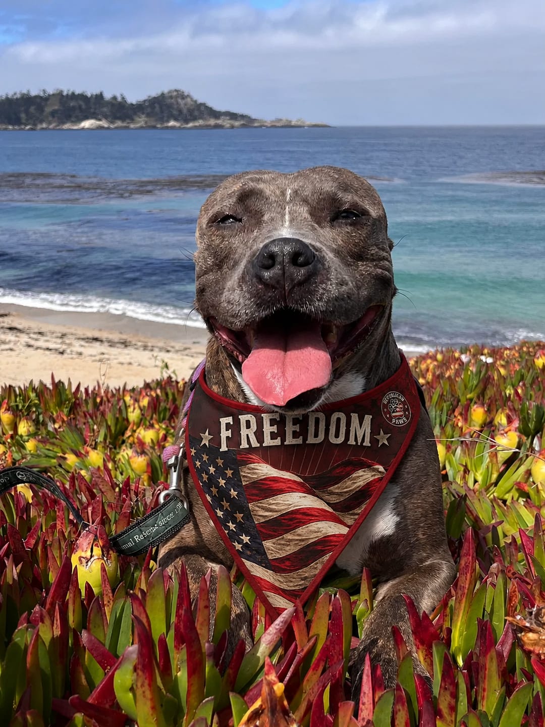 Customer photo review of Freedom Collection Dog Bandanas