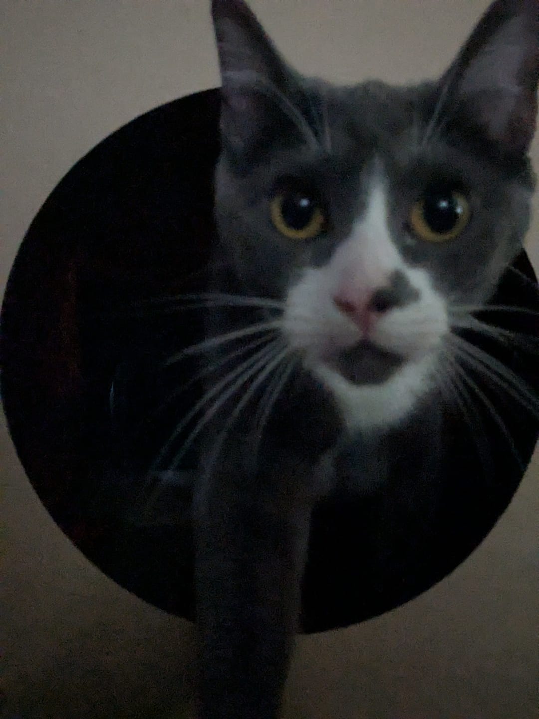 Customer photo review of Hide and Sneak - 2 Pack Unique Cat Tunnel