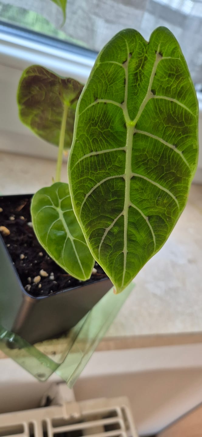Customer photo review of ALOCASIA WATSONIANA
