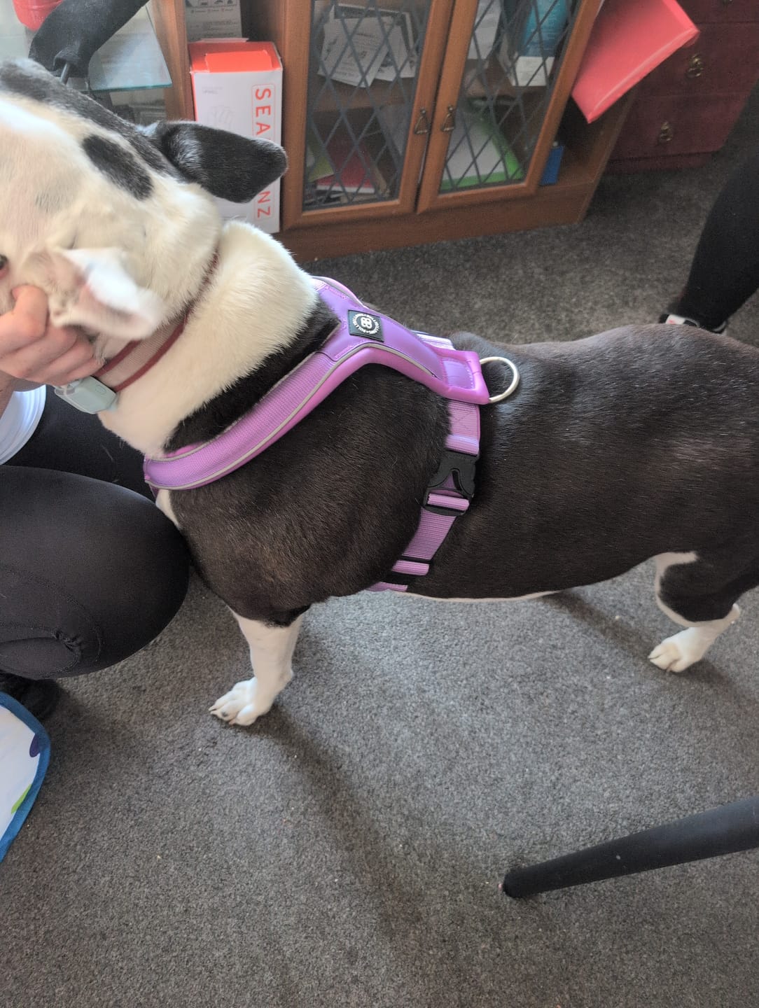 Customer photo review of Slip on Harness | Foam Padded - Purple