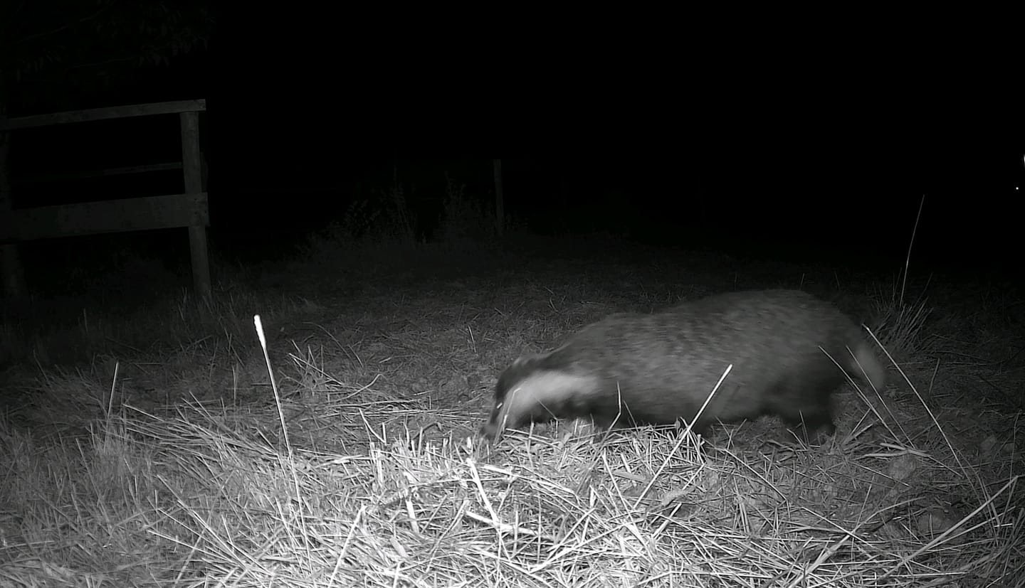 Customer photo review of Siltcon Wildcamera met zonnepaneel aan kabel