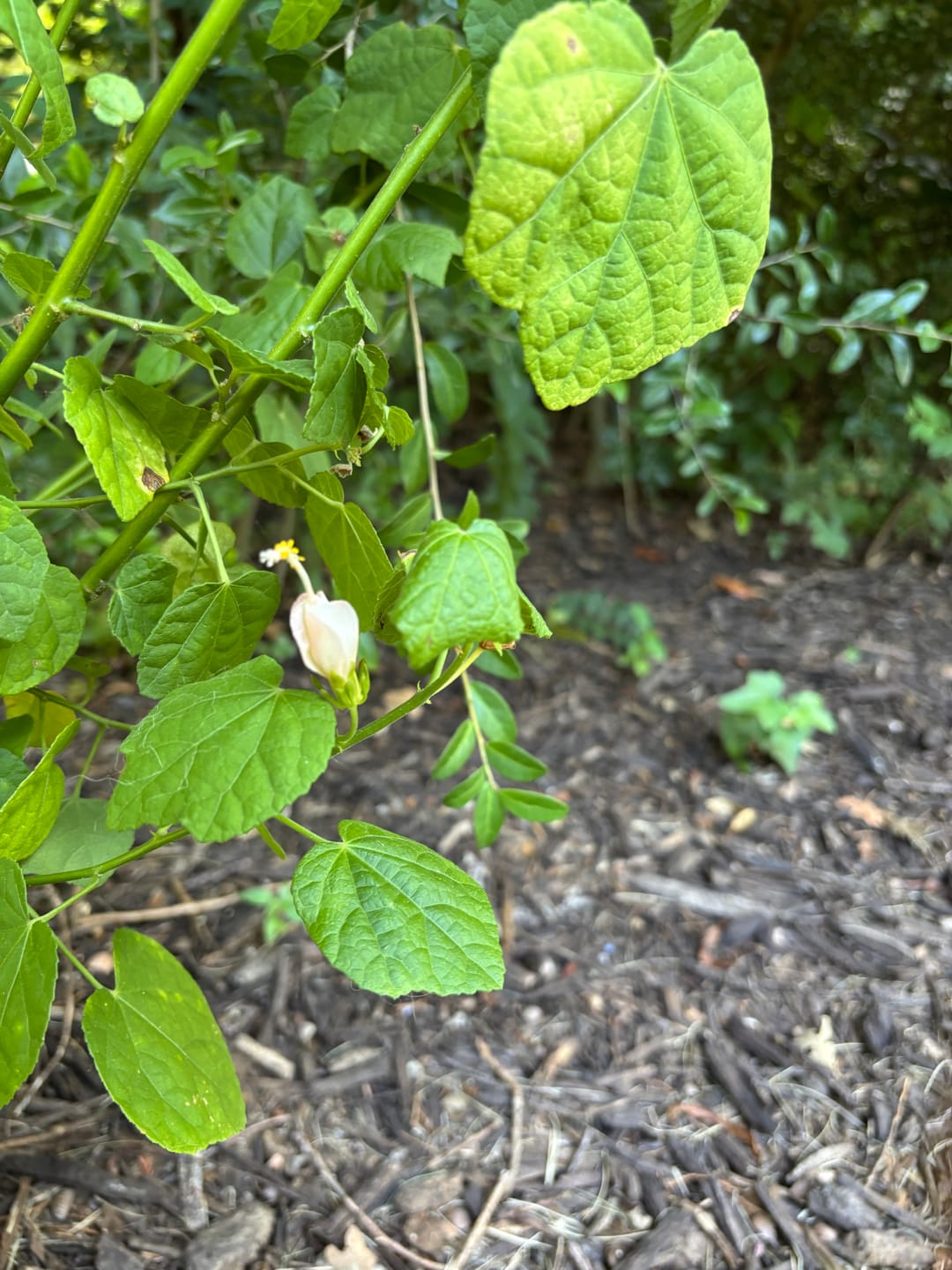Customer photo review of Turk's Cap - Pink