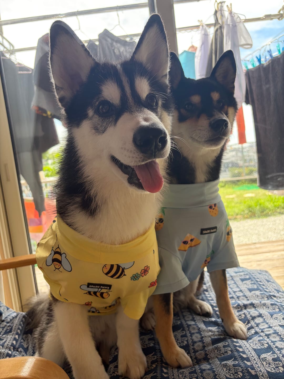 Customer photo review of Multipurpose Seatbelt Handsfree Leash & Poop Bag Holder Set