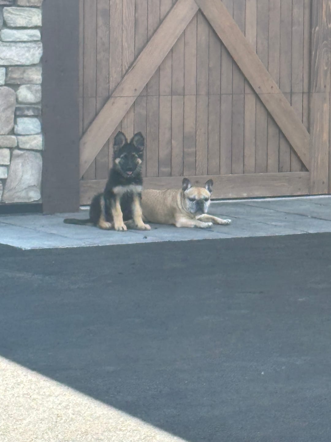 Customer photo review of Iron Paws Daily Human-Grade Superfood For Dogs