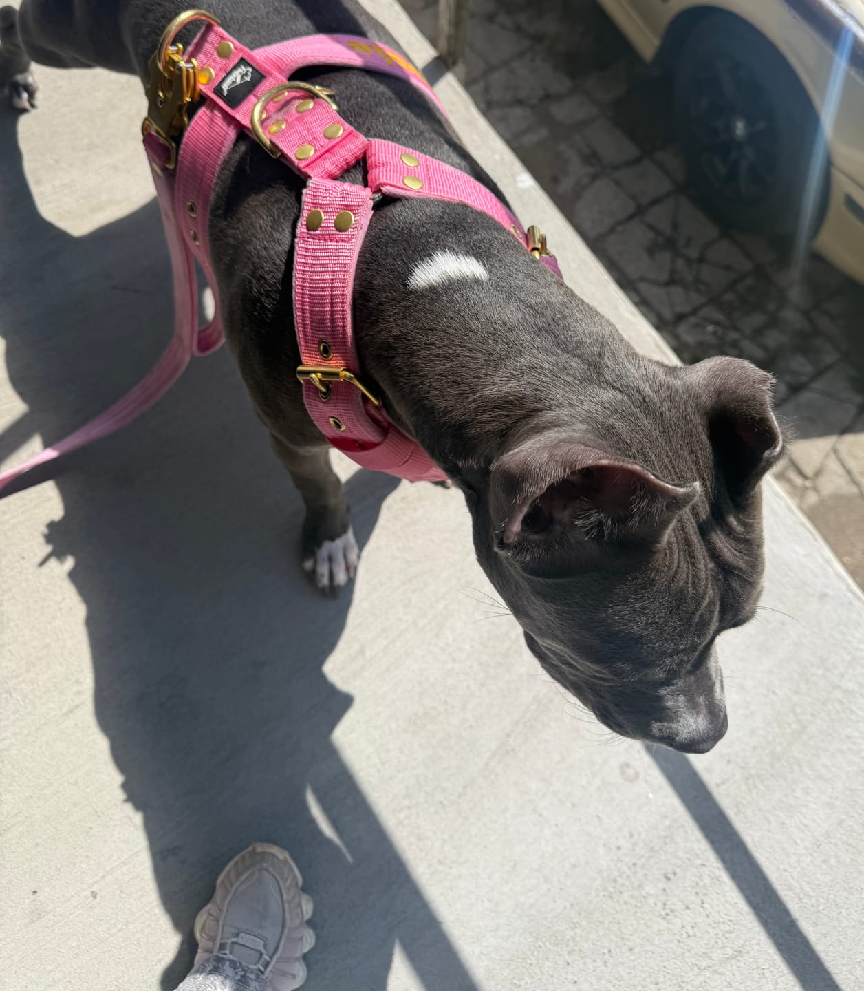 Customer photo review of Smycz z dodatkową rączką - Guard Leash Golden Edition Candy Pink