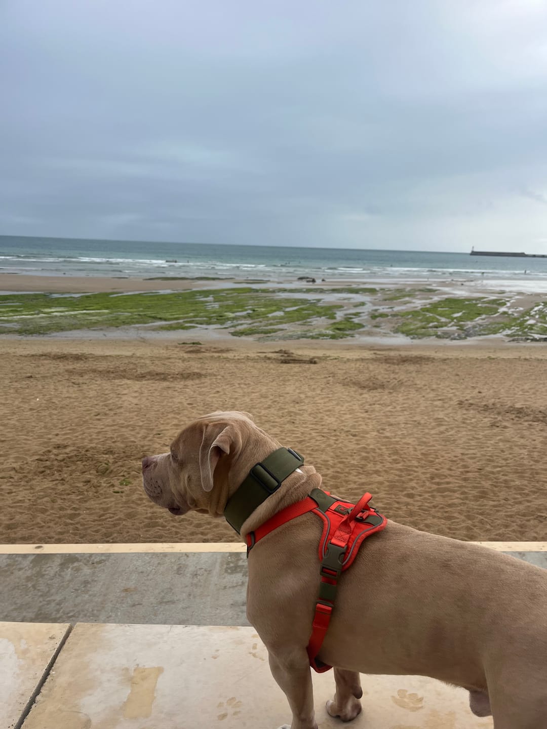 Customer photo review of Anti Pull Hurricane Harness Lighter | With Handle - Burnt Orange X Khaki