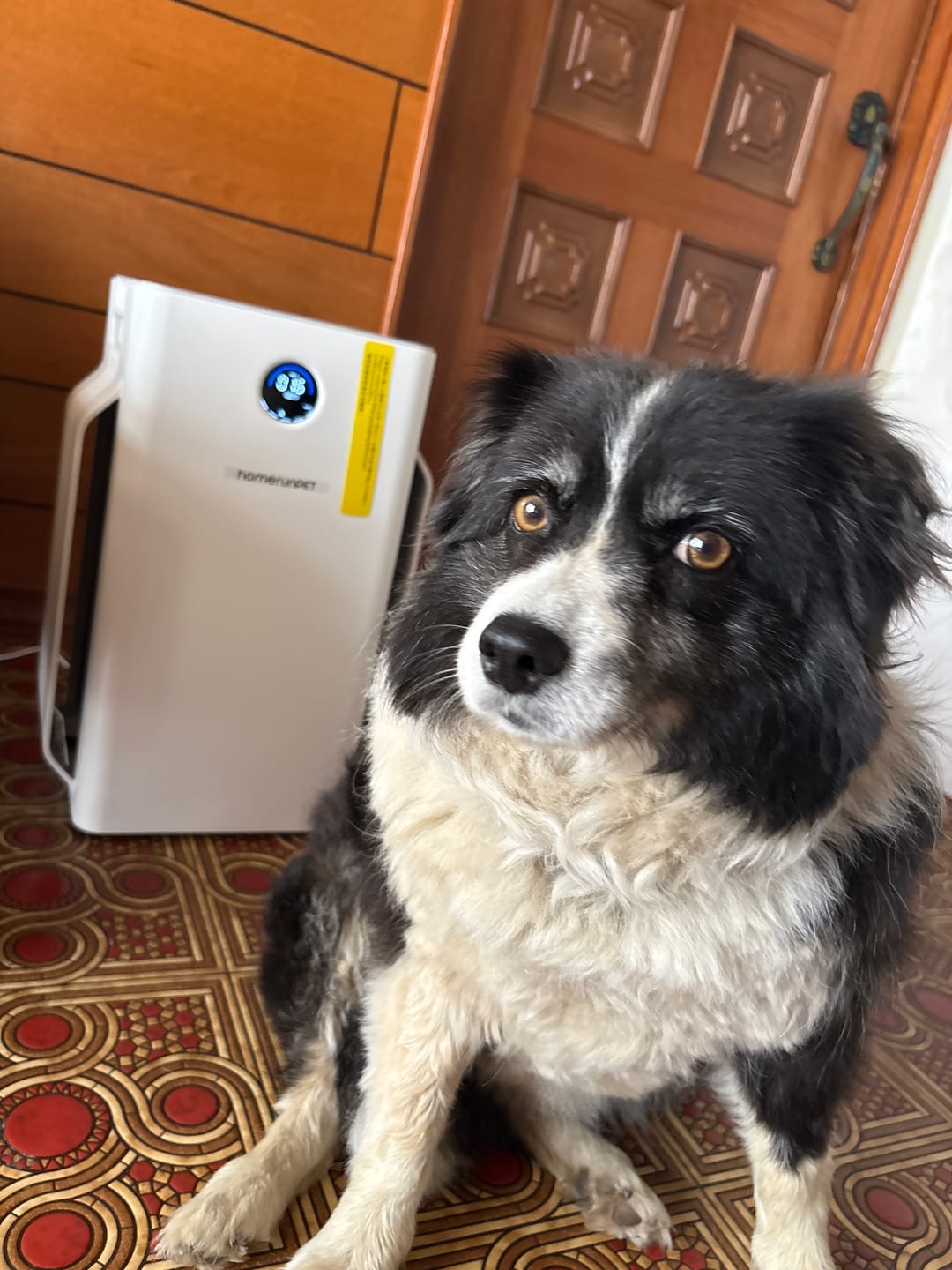 Customer photo review of homerunPET 空気清浄機Airbo（7月上旬発送）