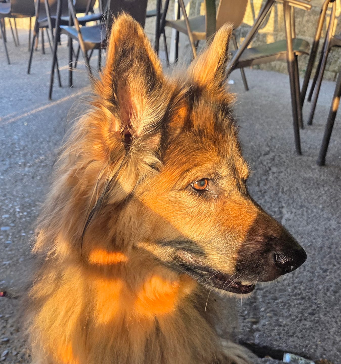 Customer photo review of Pollo