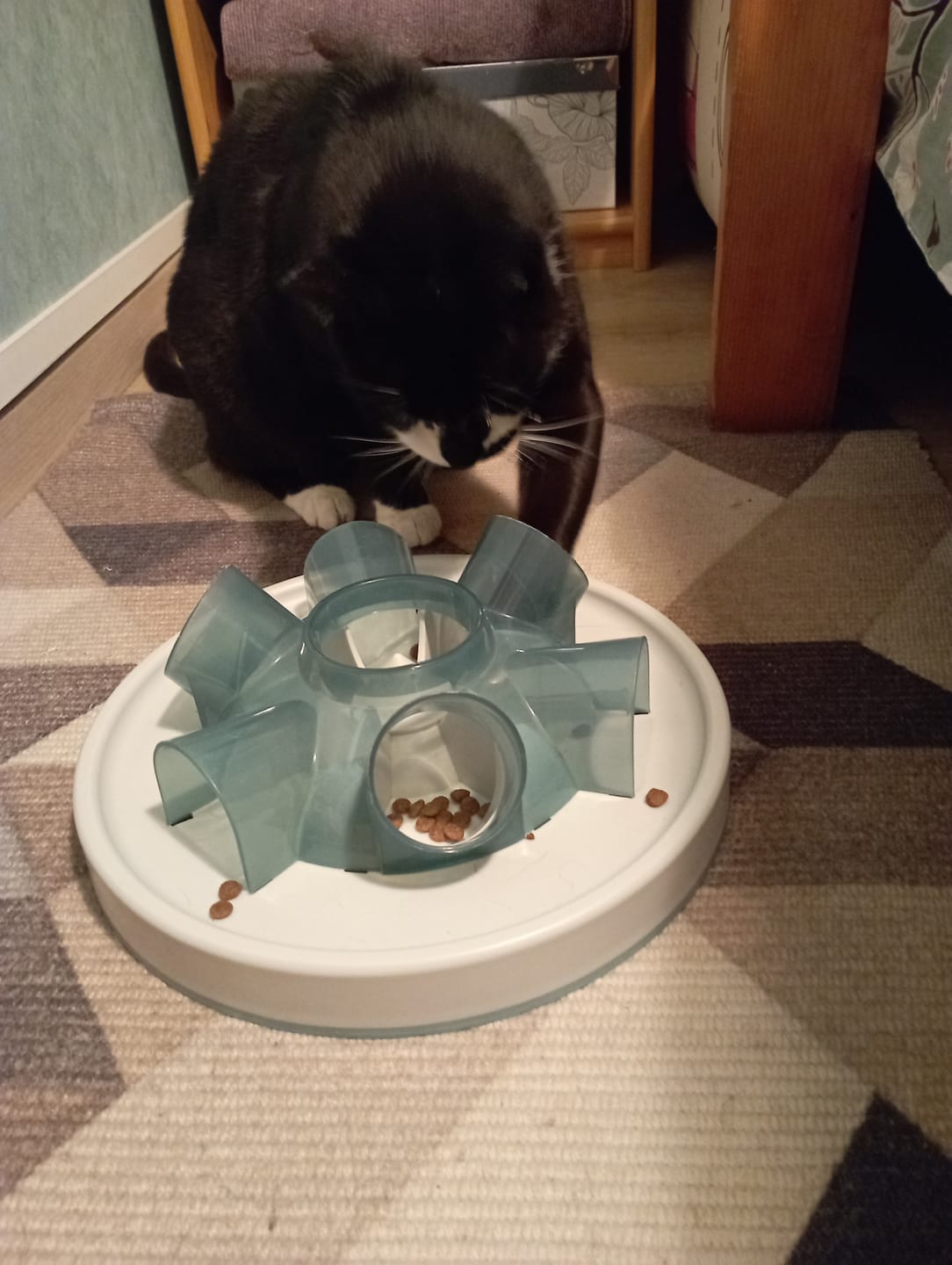 Customer photo review of Croquettes Volaille & Légumes - Chat Sénior