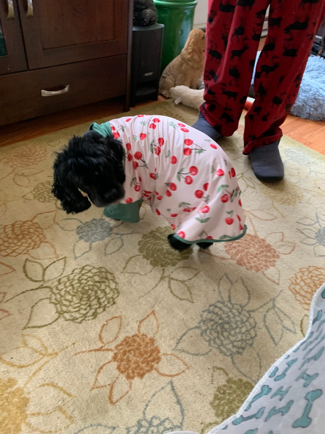 Customer photo review of Sunblock Dog T-Shirt - Color Block