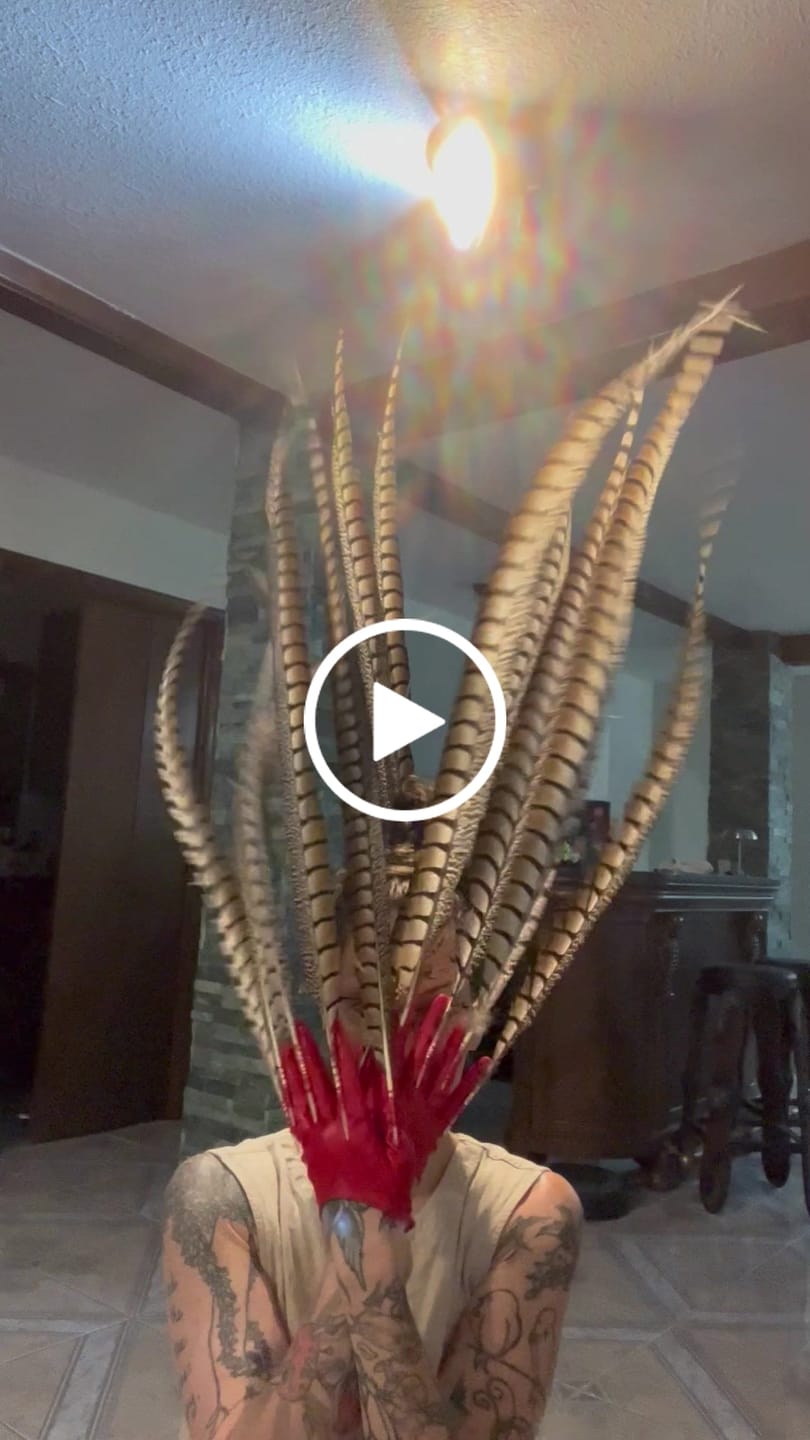Customer video review of Lady Amherst Pheasant Feathers - Natural