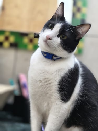 Customer photo review of Collar Remachado (Gato)